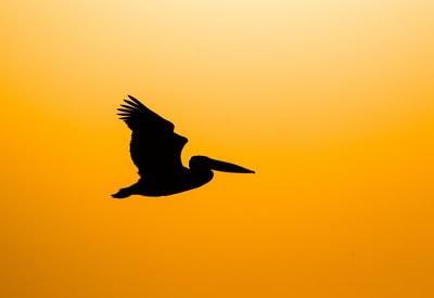 The birds silhouette
